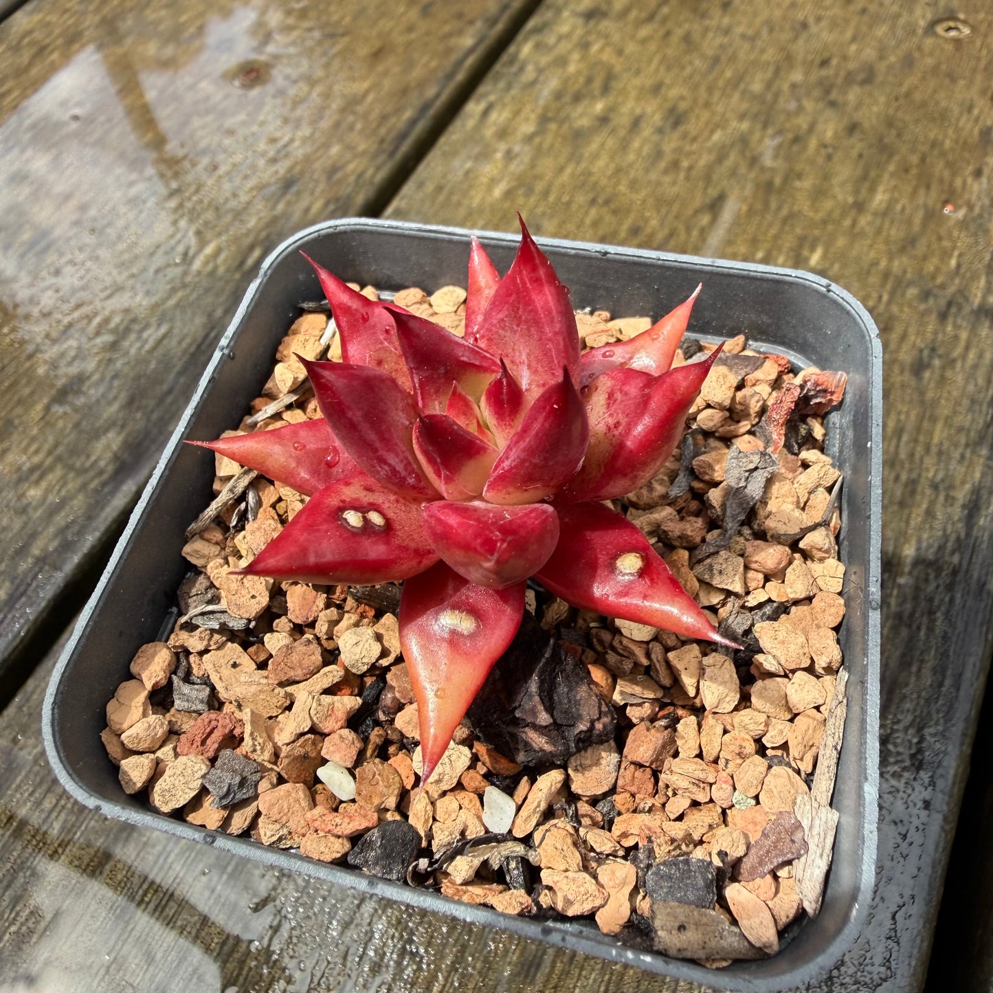 1211 Echeveria Cayenne