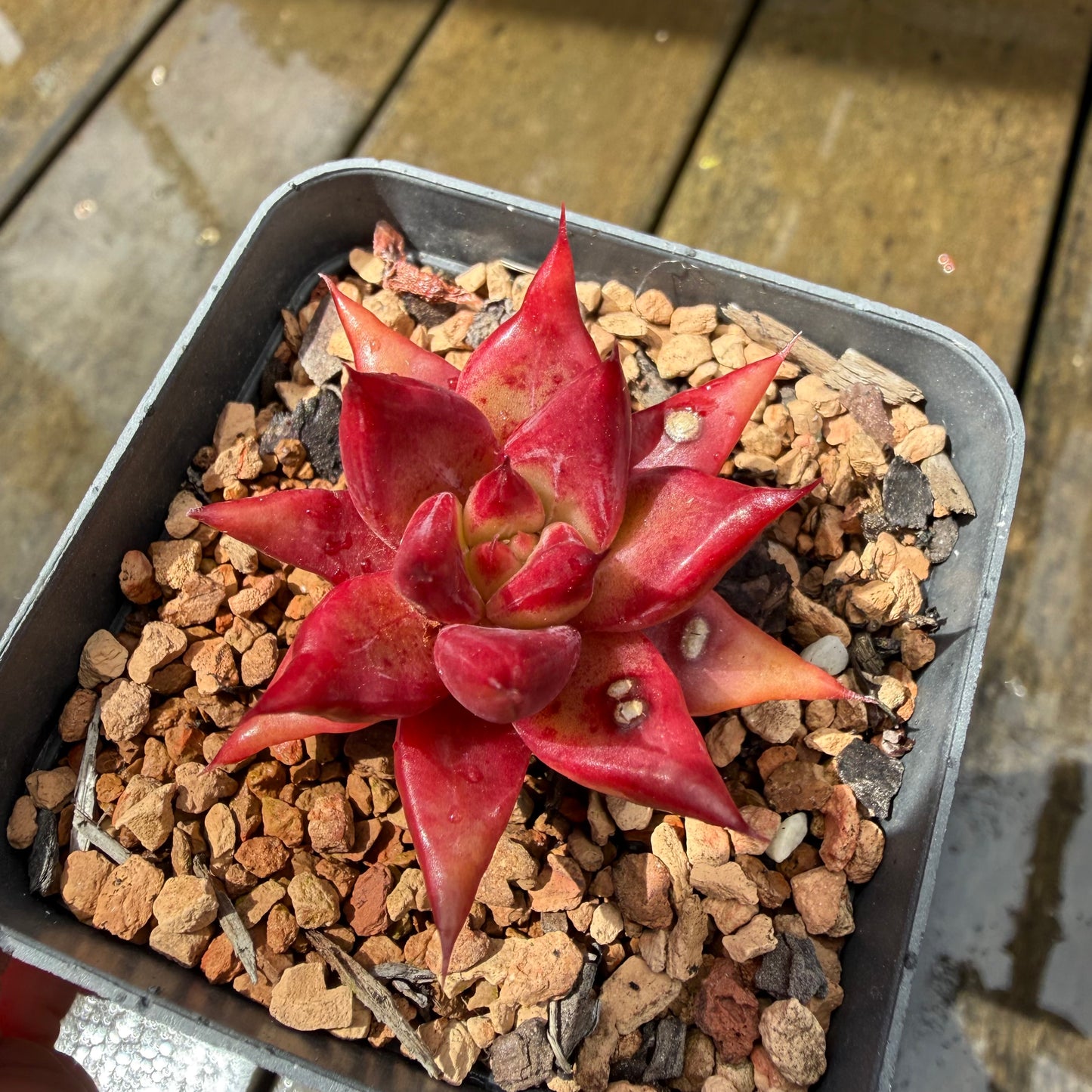 1211 Echeveria Cayenne