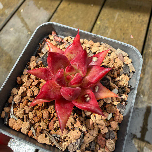 1211 Echeveria Cayenne