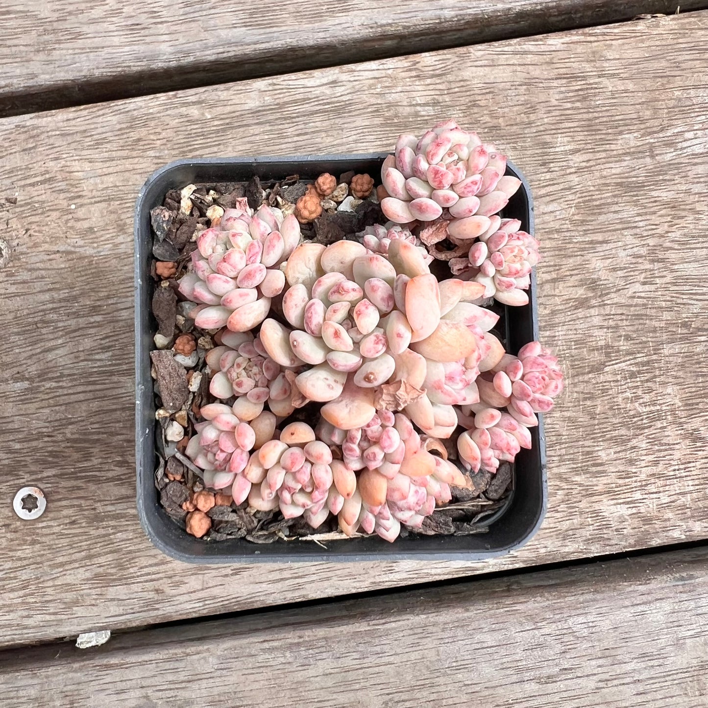 1211 Echeveria Cute Beans 'Moemame' (large clump)