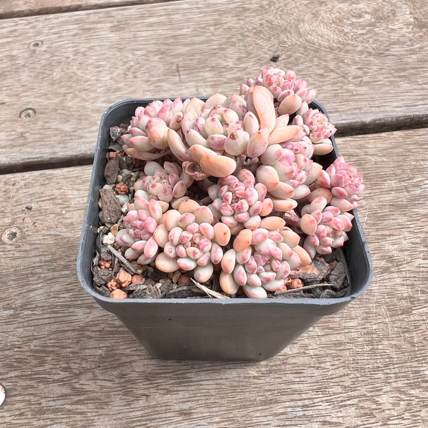 1211 Echeveria Cute Beans 'Moemame' (large clump)