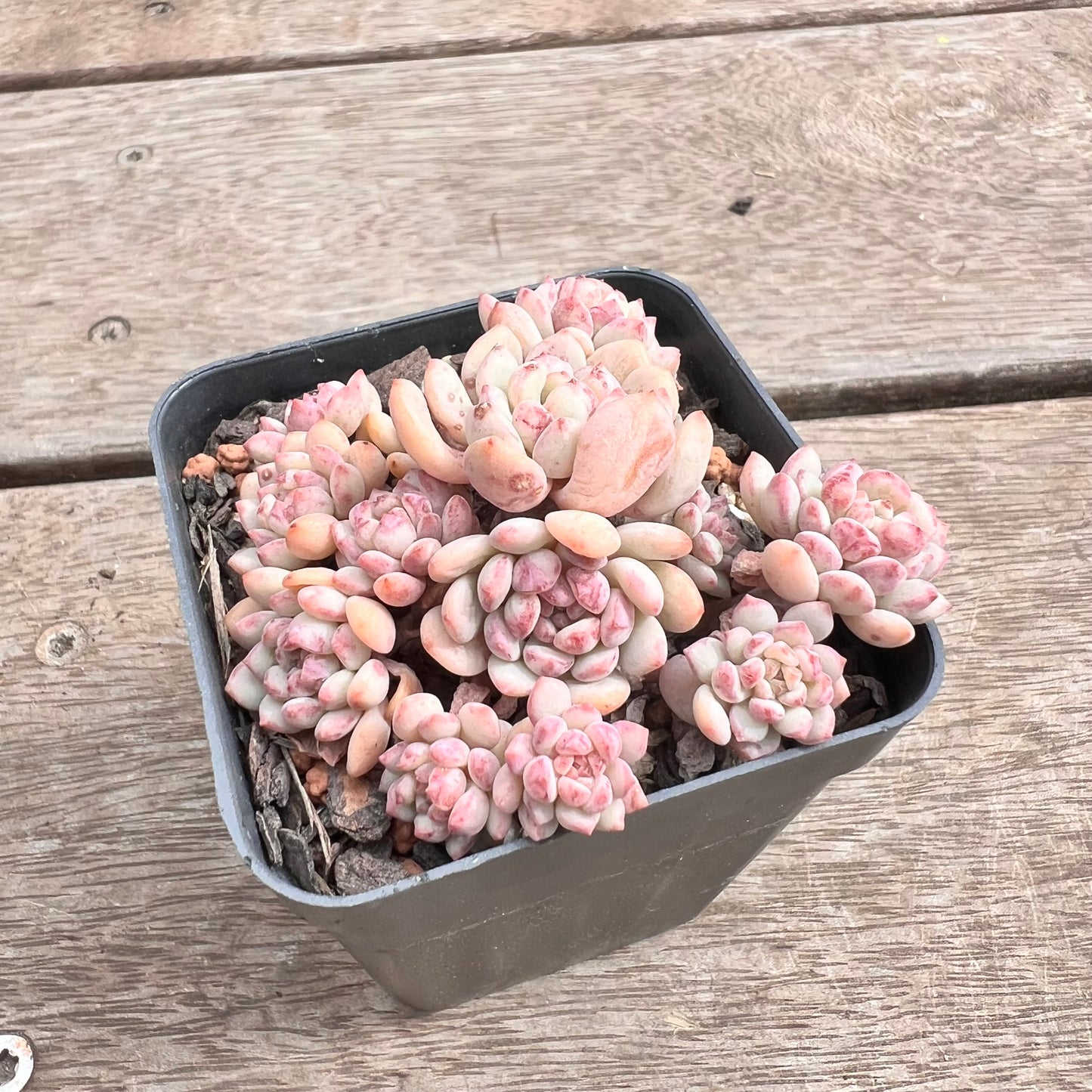 1211 Echeveria Cute Beans 'Moemame' (large clump)