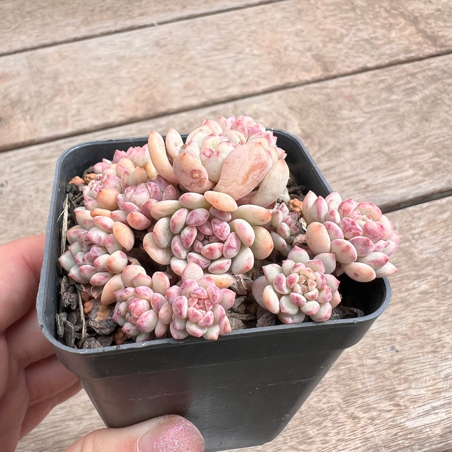 1211 Echeveria Cute Beans 'Moemame' (large clump)