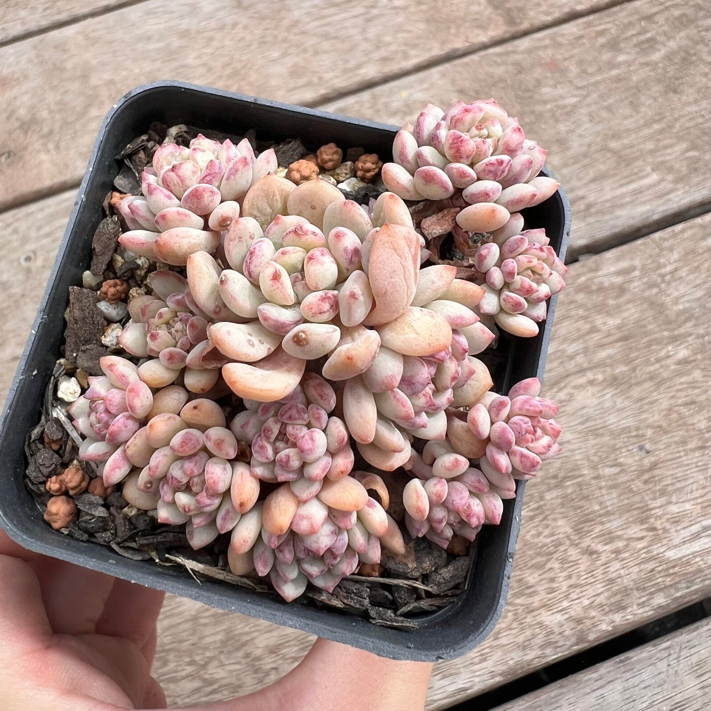 1211 Echeveria Cute Beans 'Moemame' (large clump)