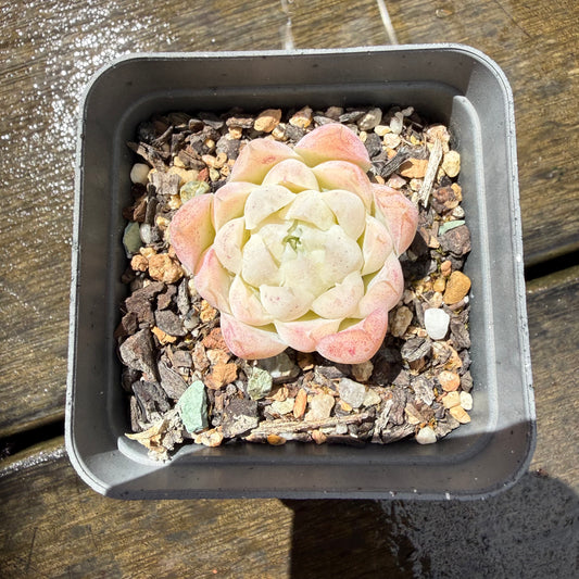 1211 Echeveria Elegans 'Crystal'