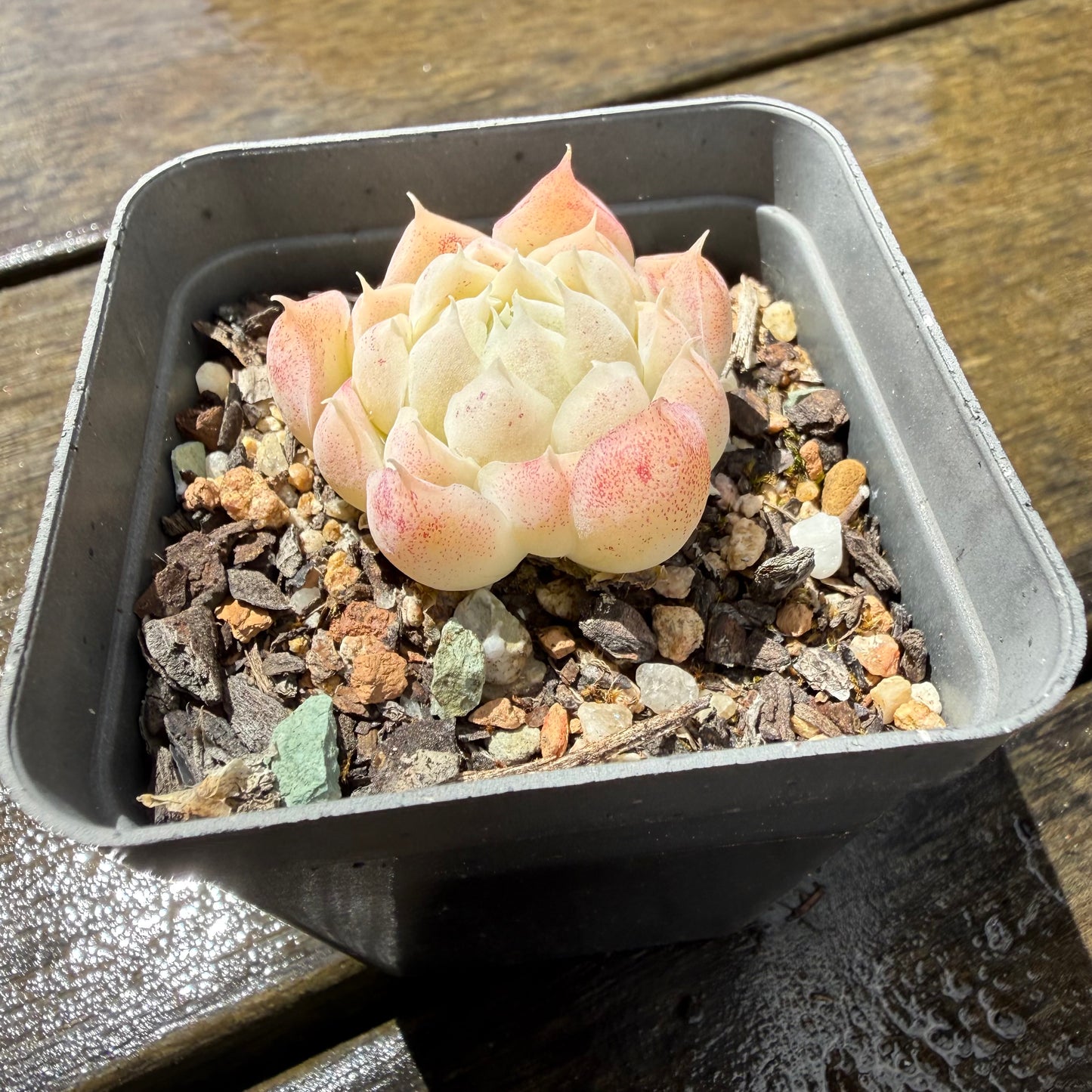 1211 Echeveria Elegans 'Crystal'