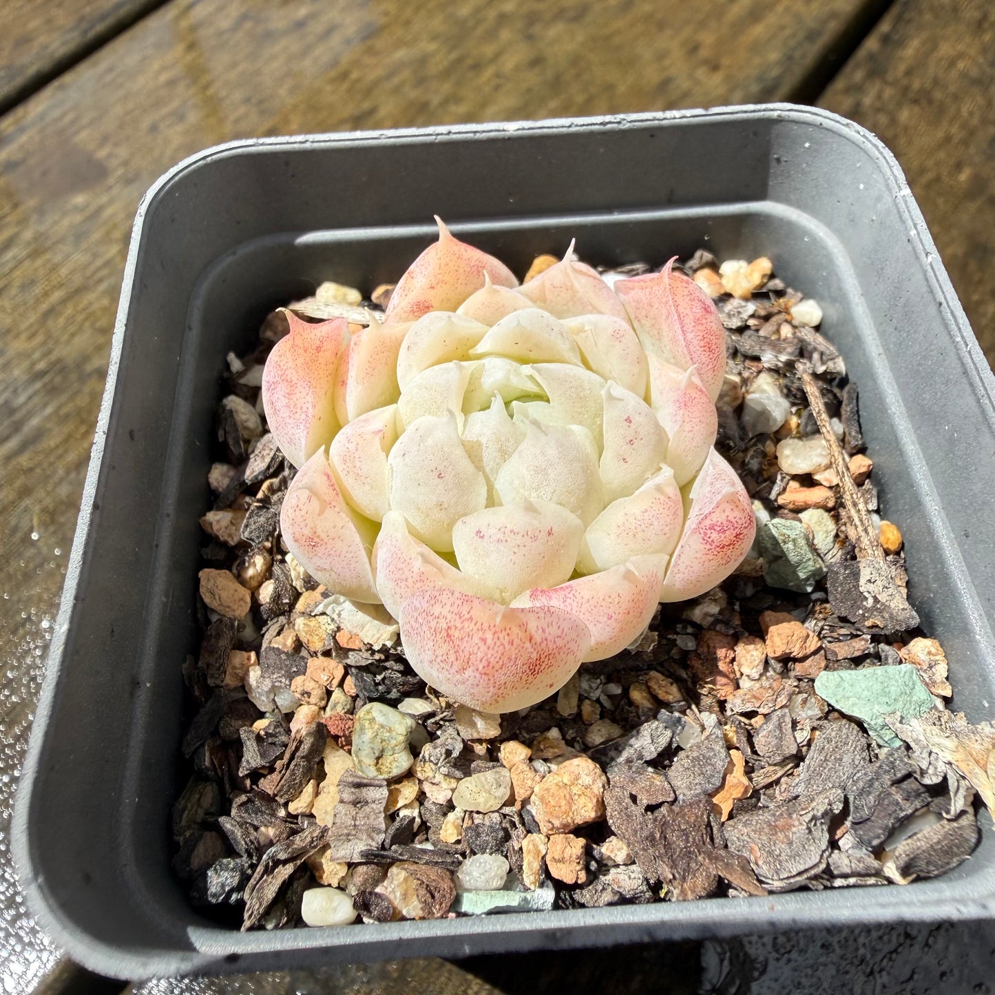 1211 Echeveria Elegans 'Crystal'