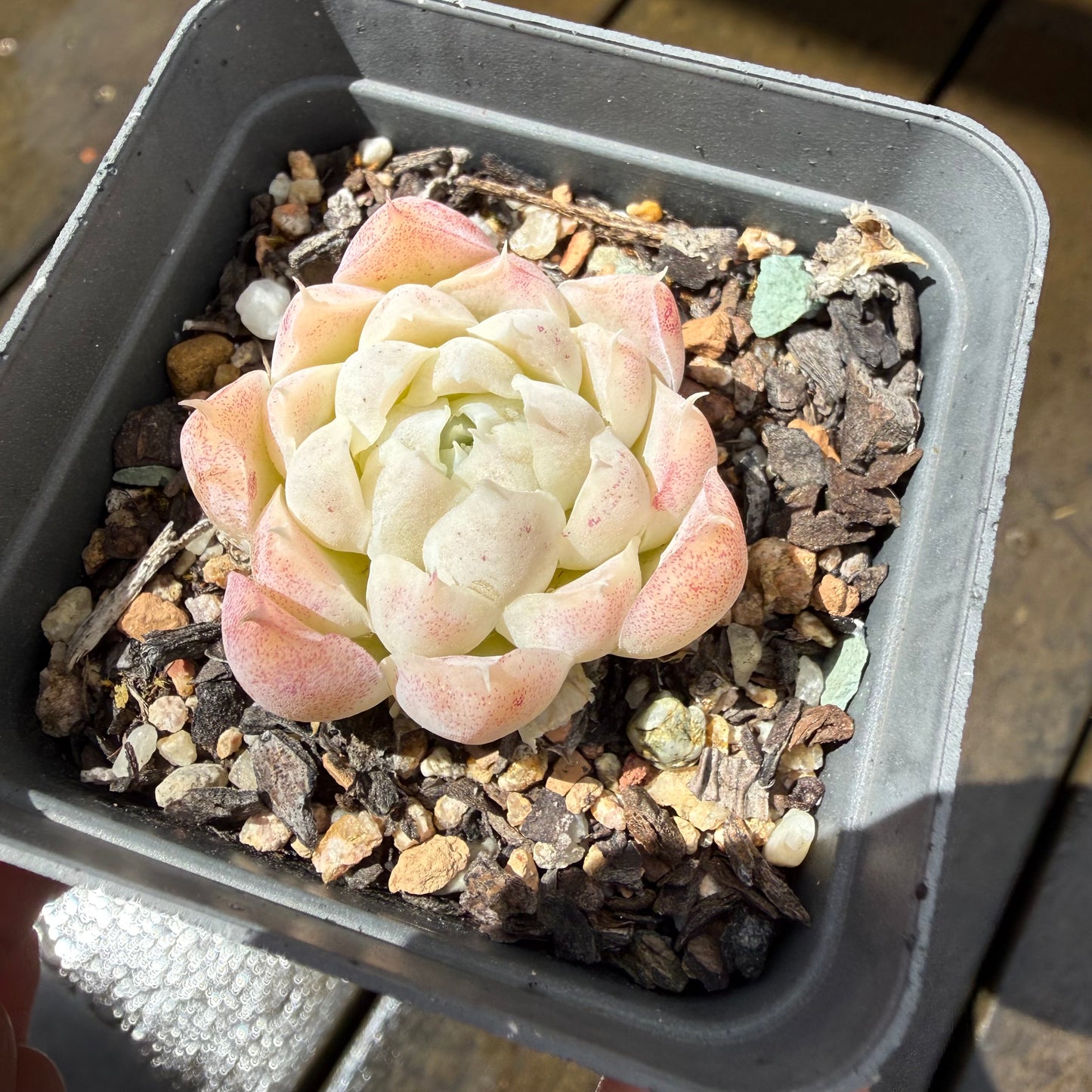 1211 Echeveria Elegans 'Crystal'