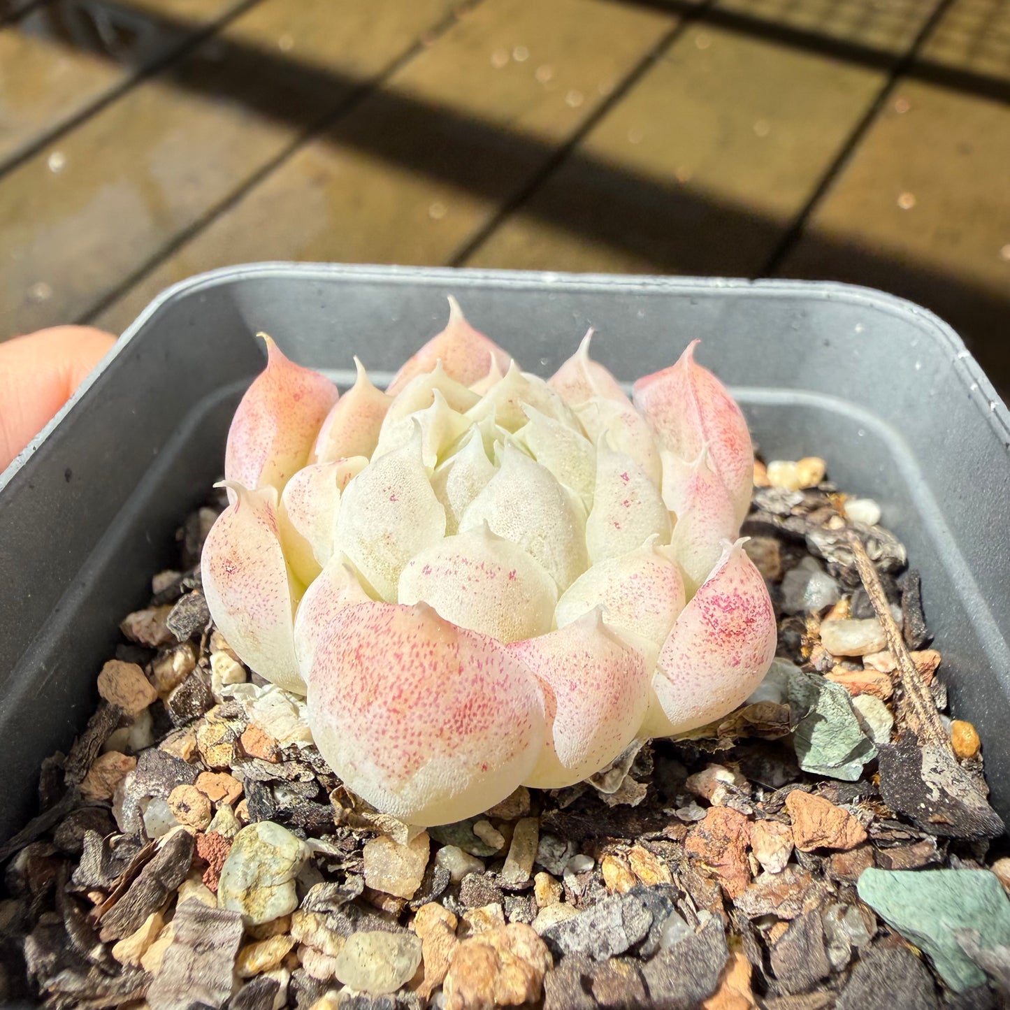 1211 Echeveria Elegans 'Crystal'