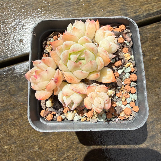 1211 Echeveria Elegans 'Pink Edges'