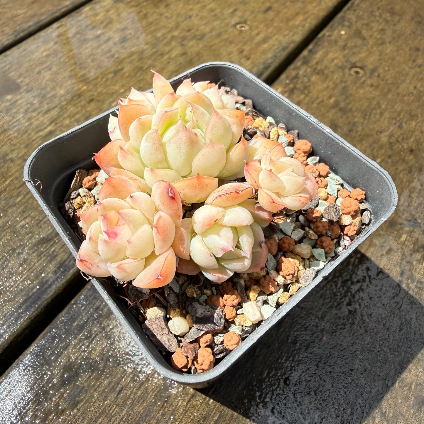 1211 Echeveria Elegans 'Pink Edges'