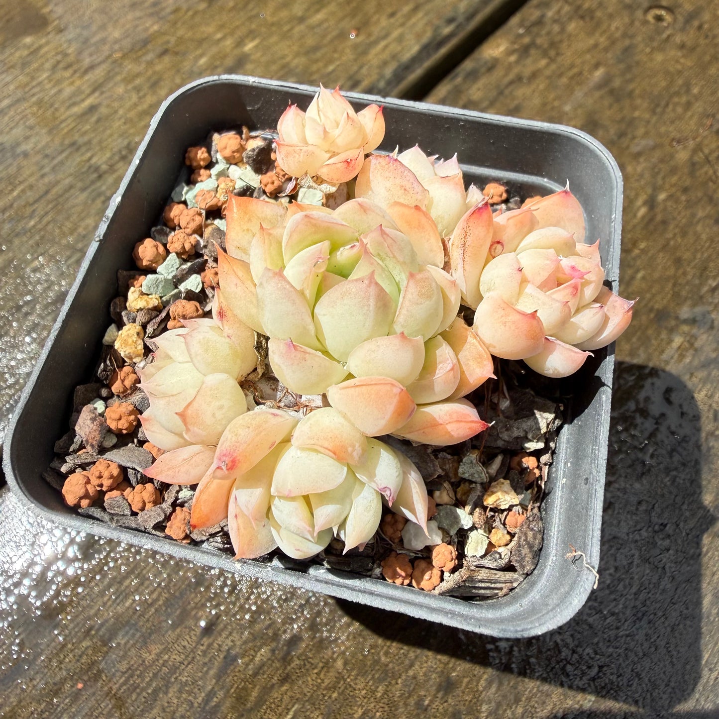 1211 Echeveria Elegans 'Pink Edges'