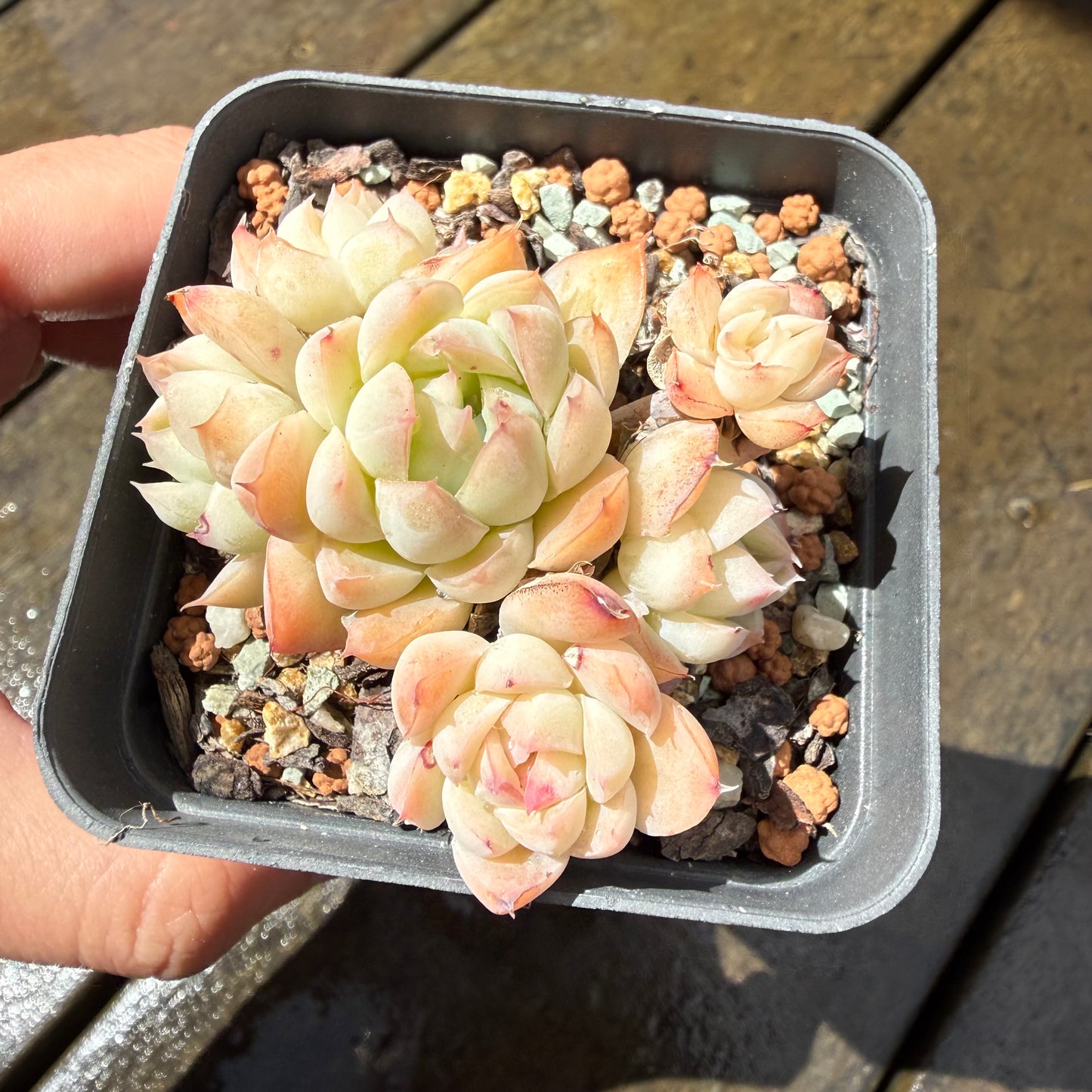 1211 Echeveria Elegans 'Pink Edges'