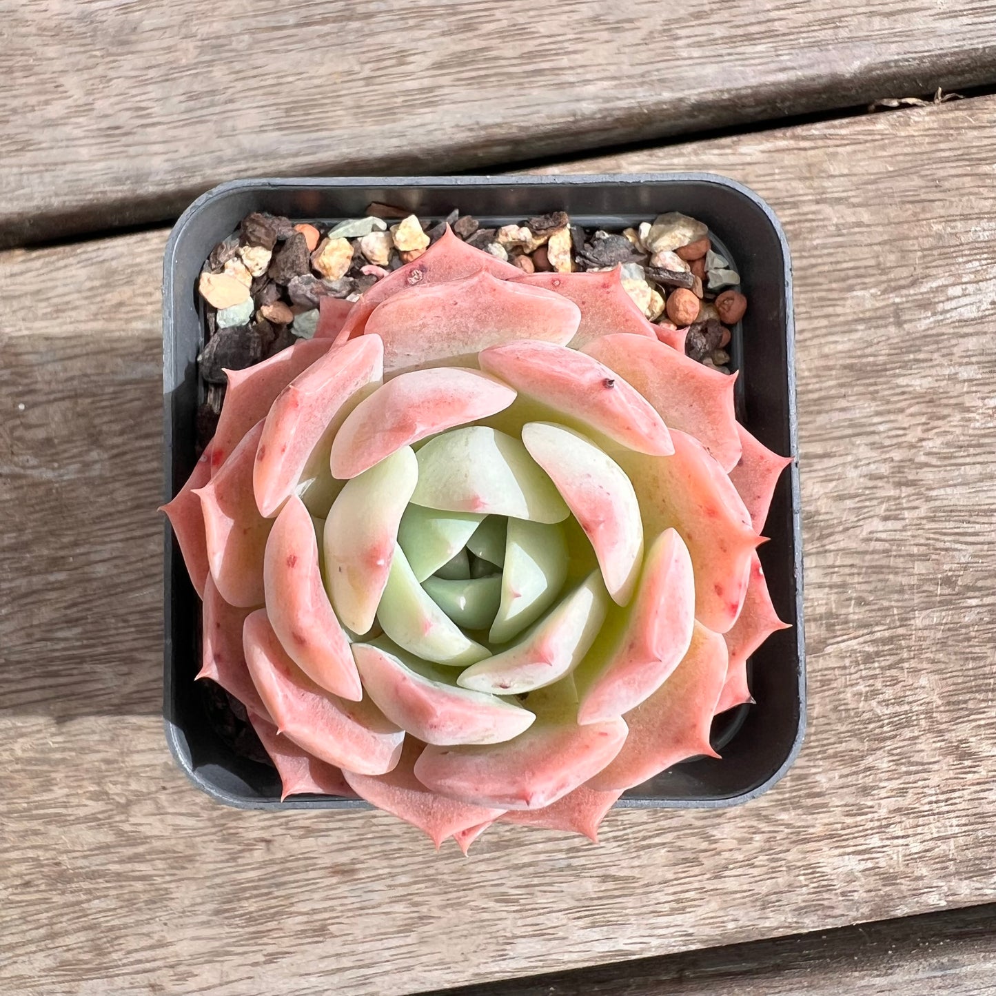 1211 Echeveria Hai026