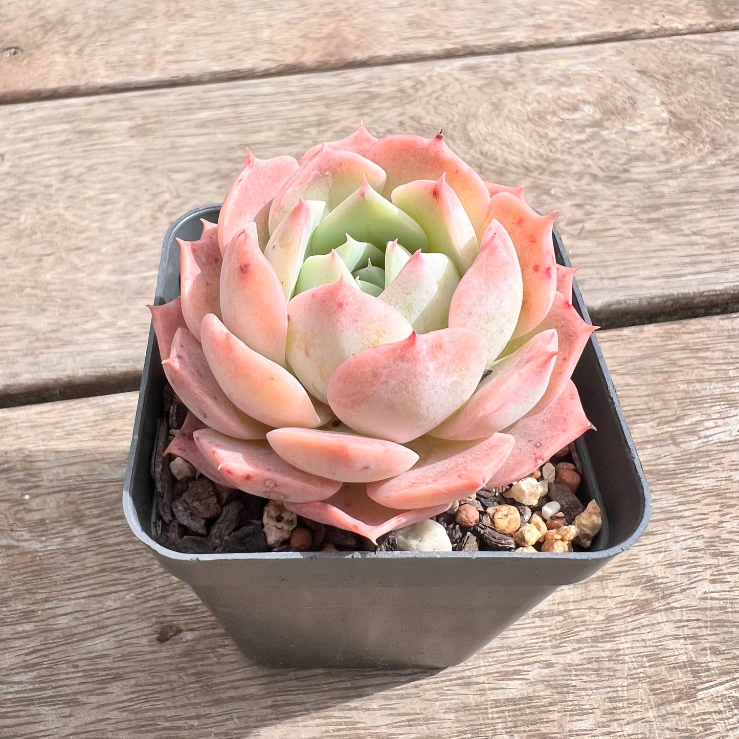 1211 Echeveria Hai026