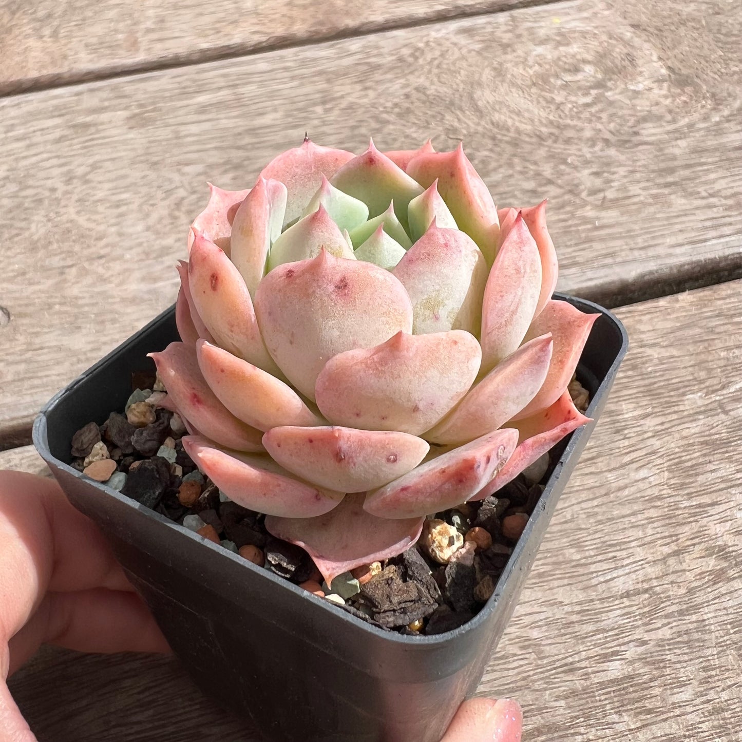 1211 Echeveria Hai026