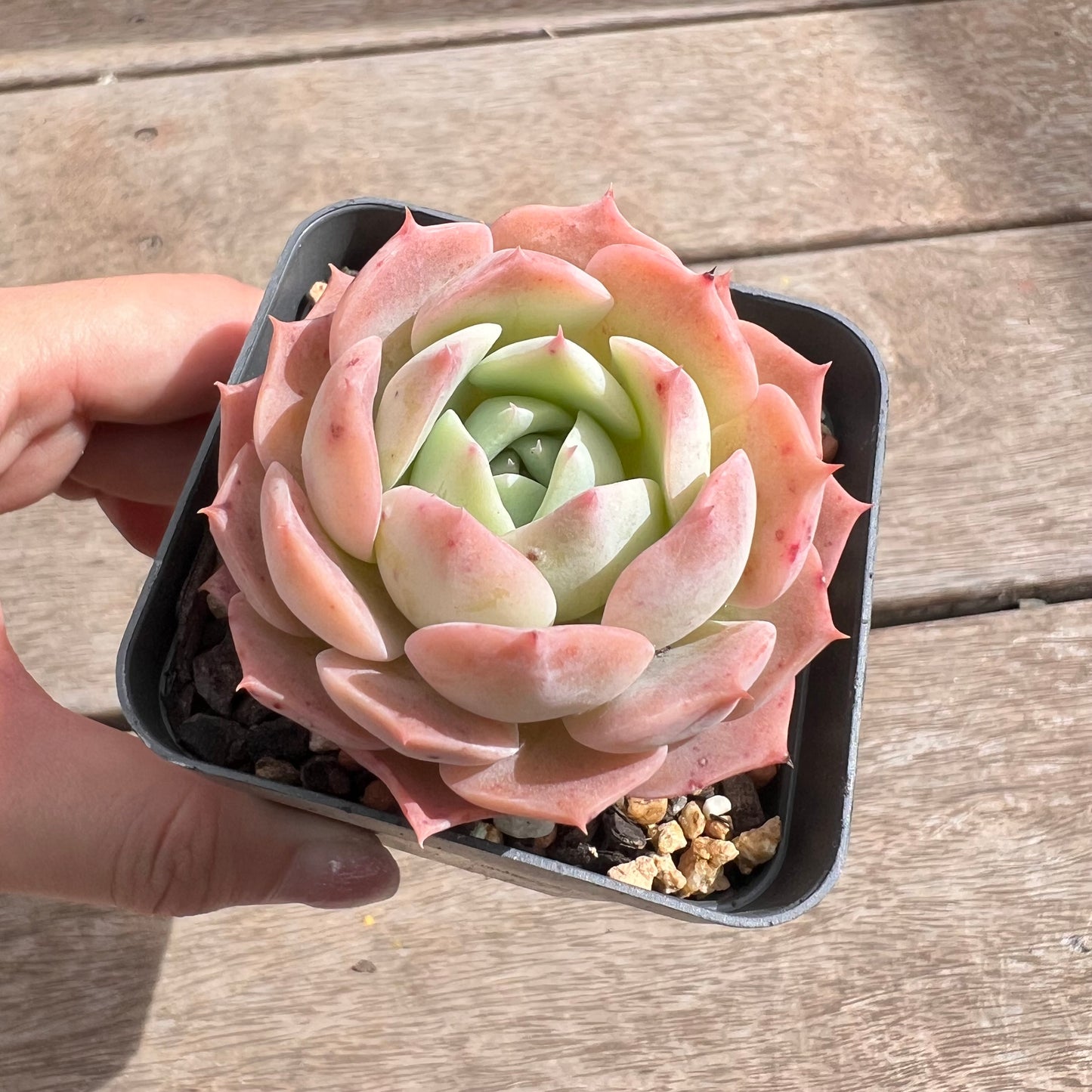 1211 Echeveria Hai026