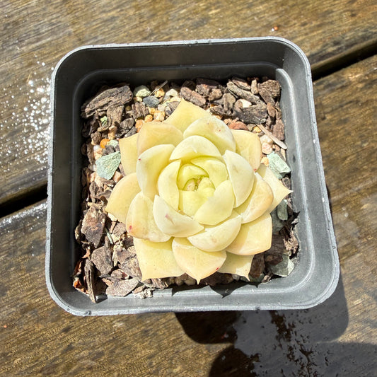 1211 Echeveria Jade Kylin