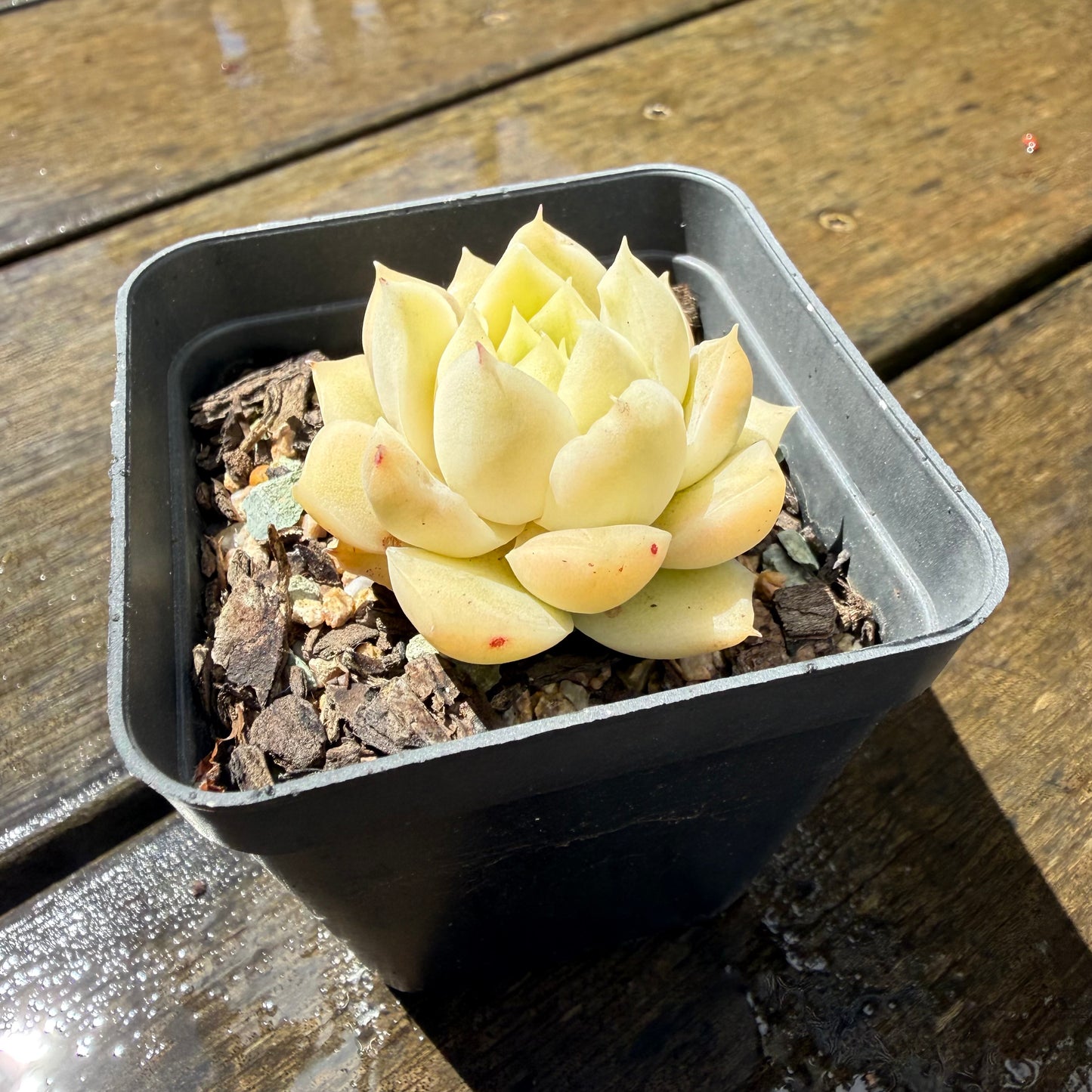 1211 Echeveria Jade Kylin