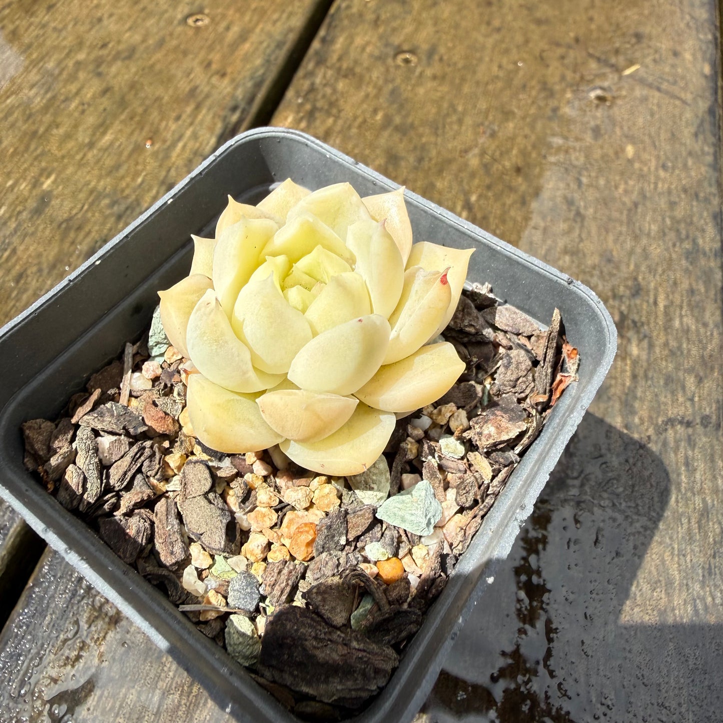 1211 Echeveria Jade Kylin