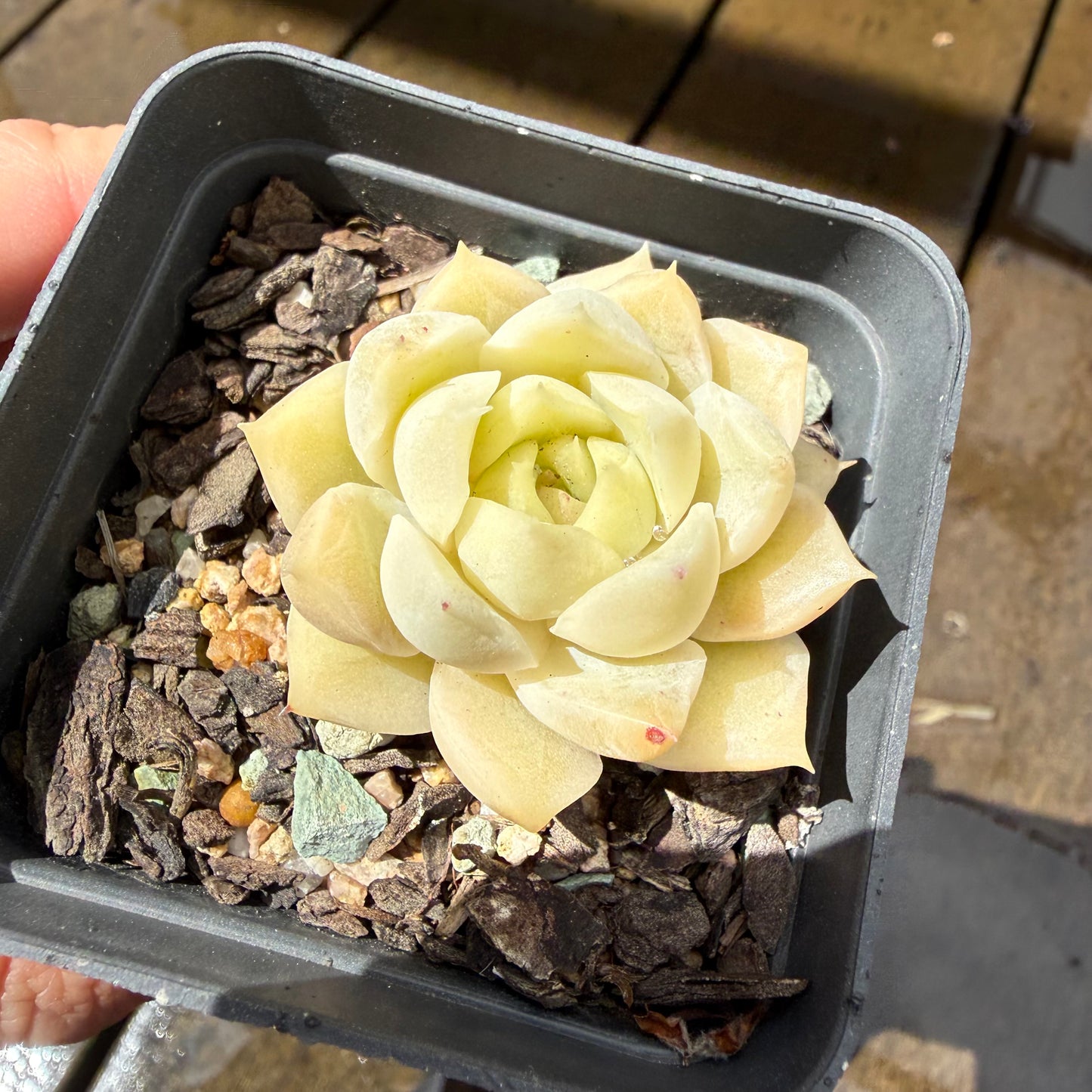 1211 Echeveria Jade Kylin