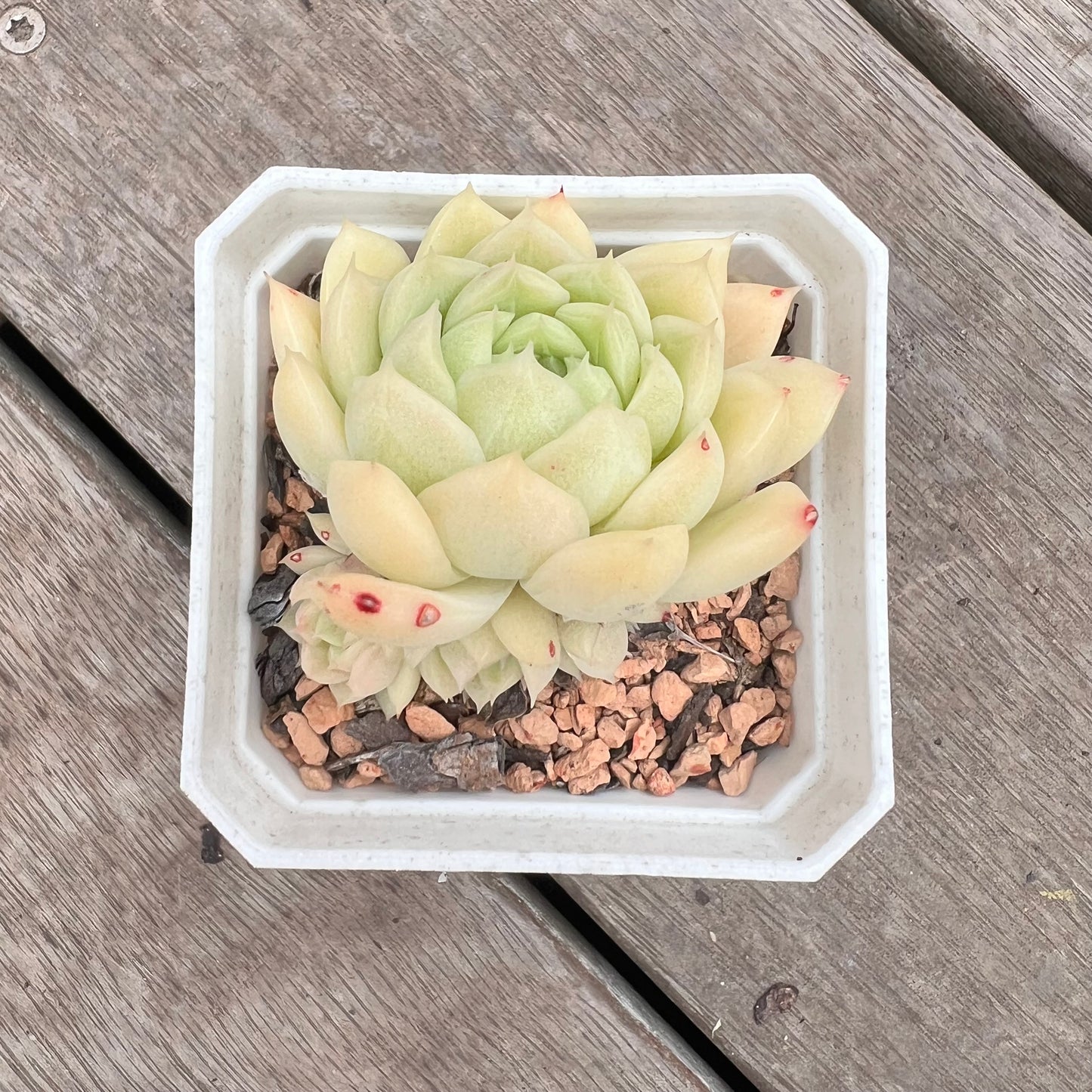 1211 Echeveria Malgan 'Jade' (multi)