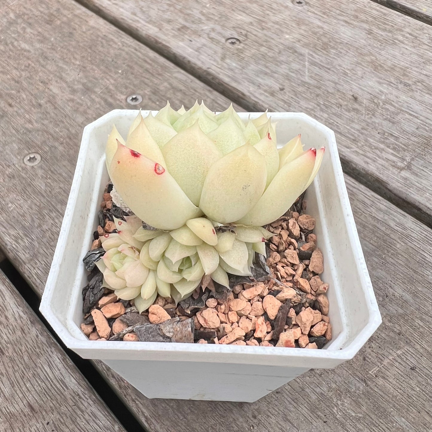 1211 Echeveria Malgan 'Jade' (multi)