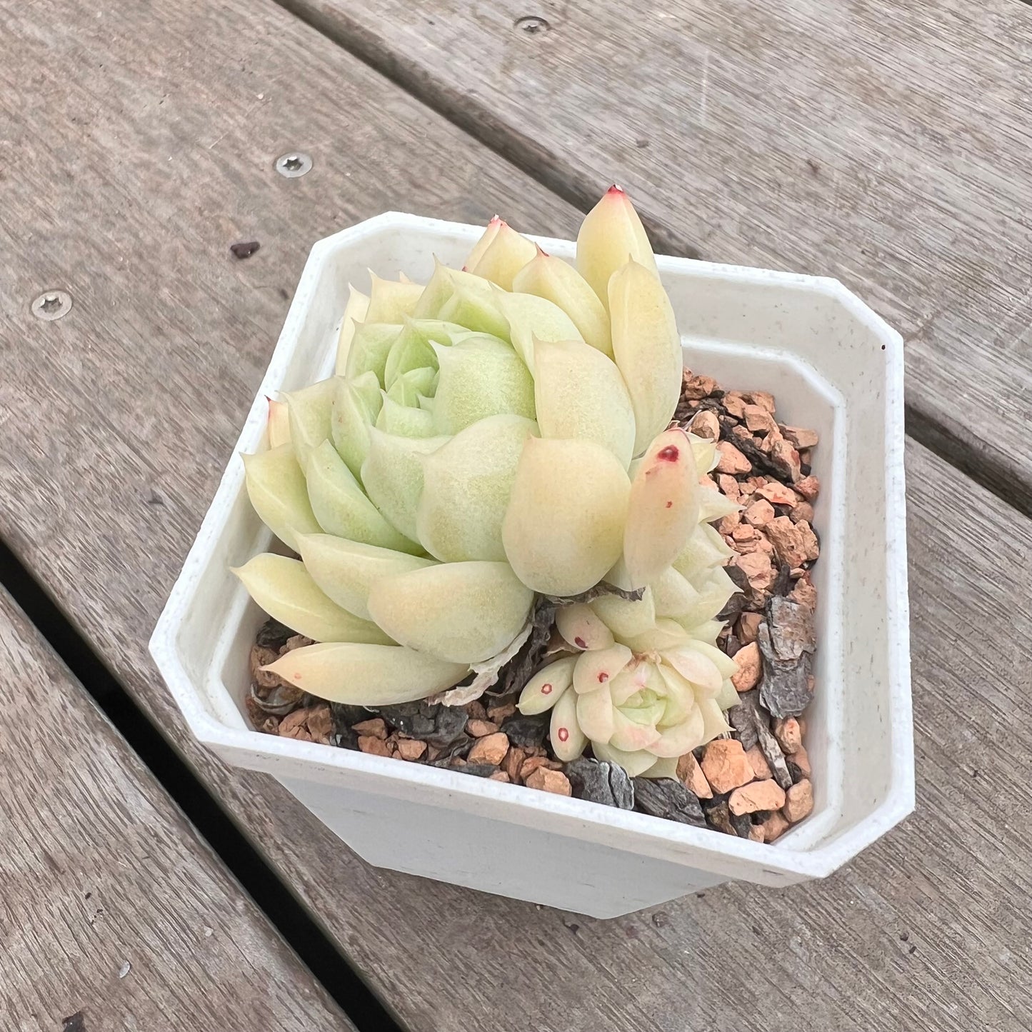 1211 Echeveria Malgan 'Jade' (multi)