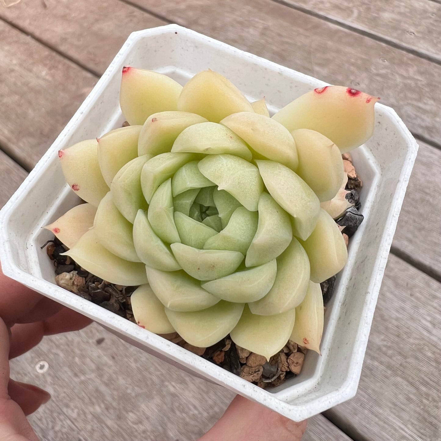 1211 Echeveria Malgan 'Jade' (multi)