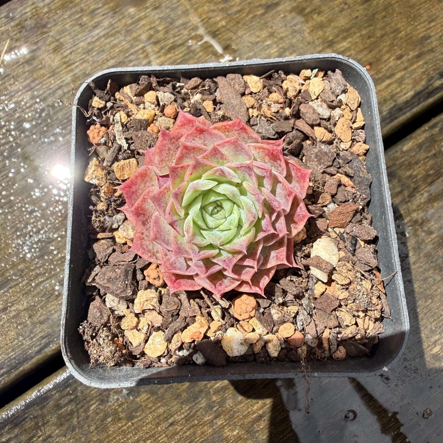 1211 Echeveria Mohican