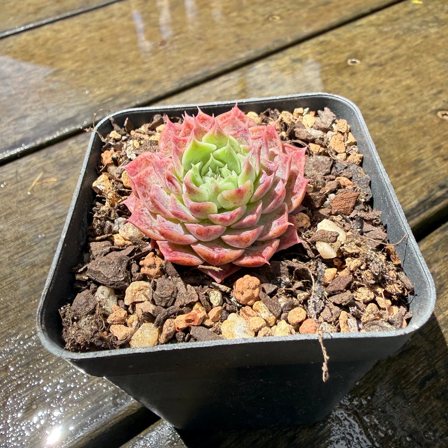 1211 Echeveria Mohican