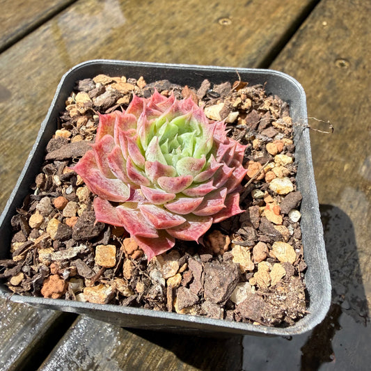 1211 Echeveria Mohican