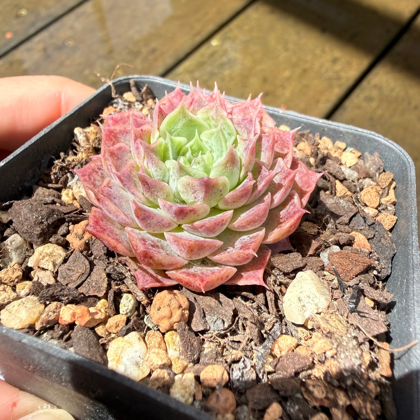 1211 Echeveria Mohican