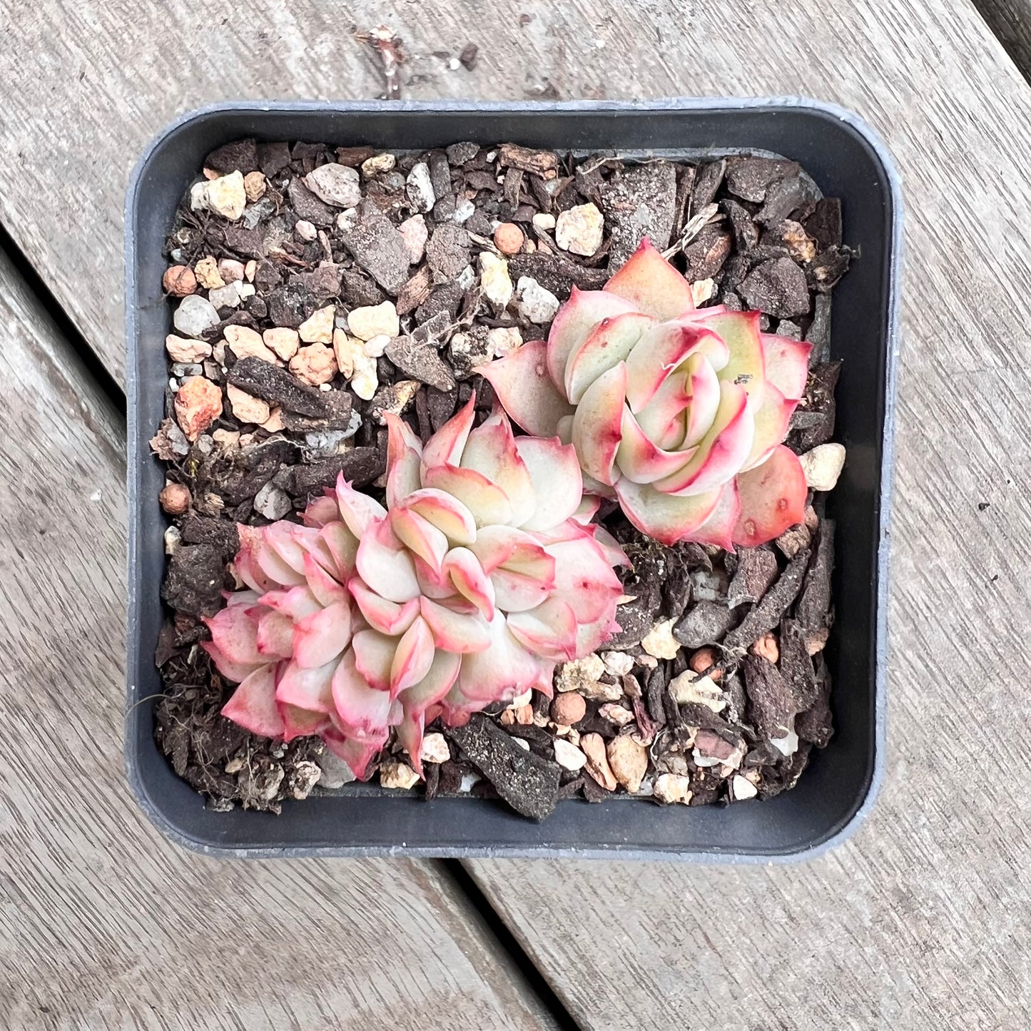 1211 Echeveria Moon Gadnis Crest (small)