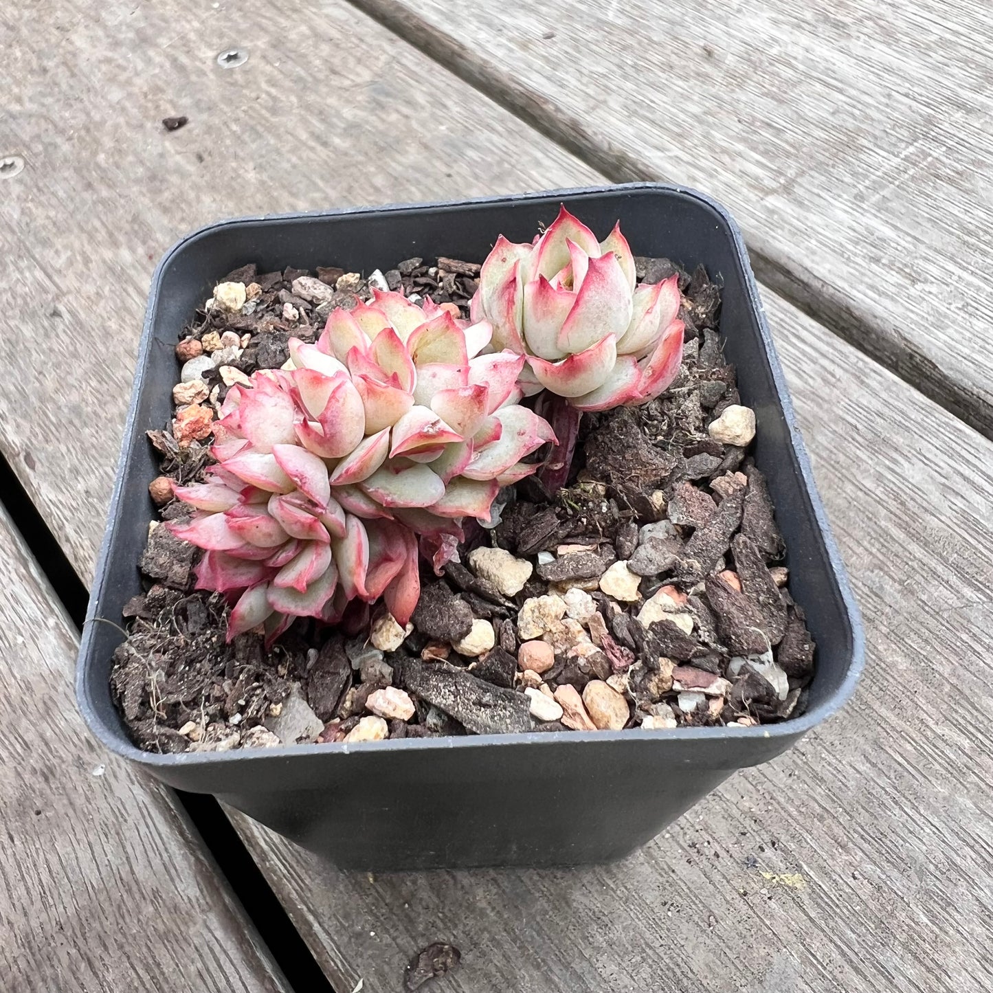 1211 Echeveria Moon Gadnis Crest (small)