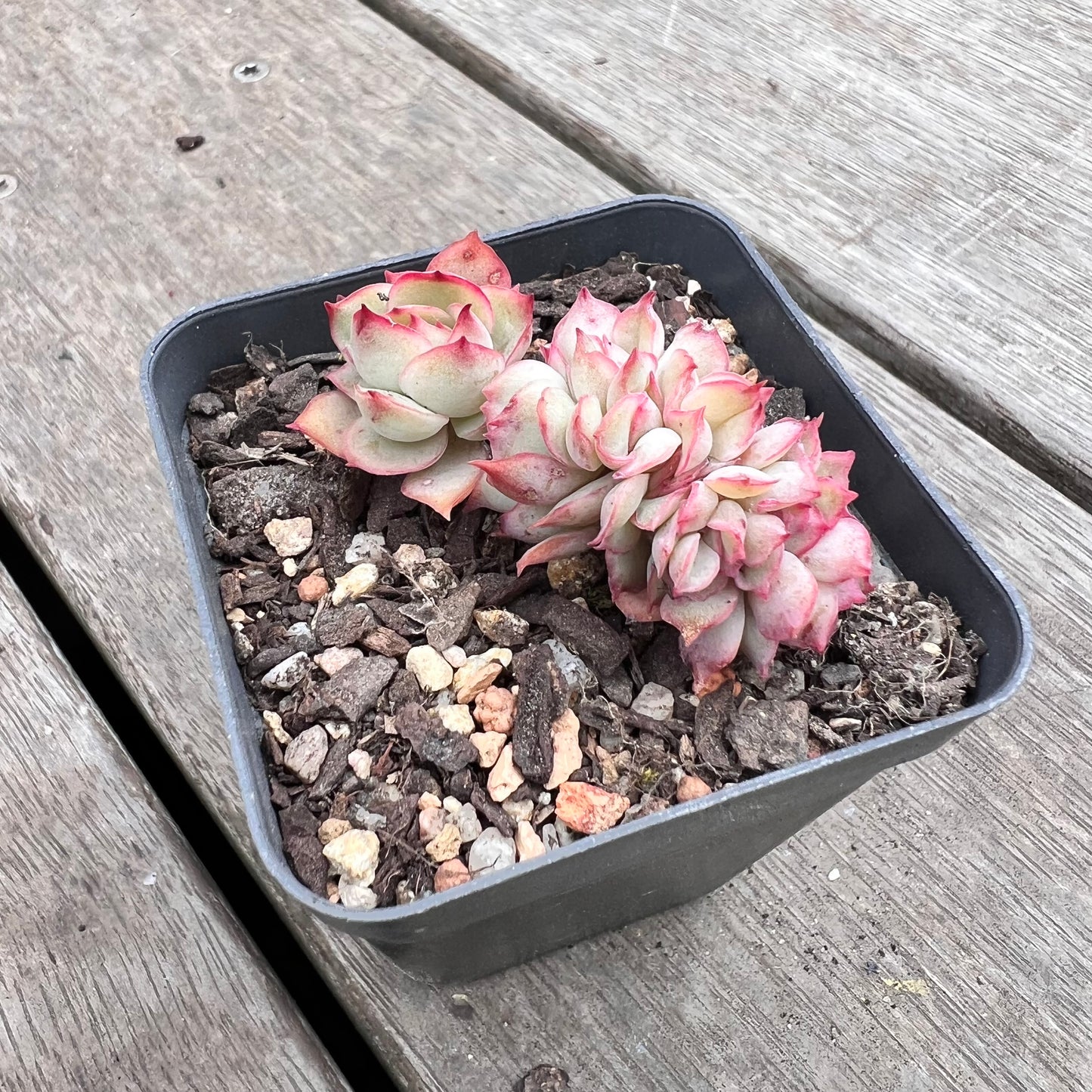 1211 Echeveria Moon Gadnis Crest (small)