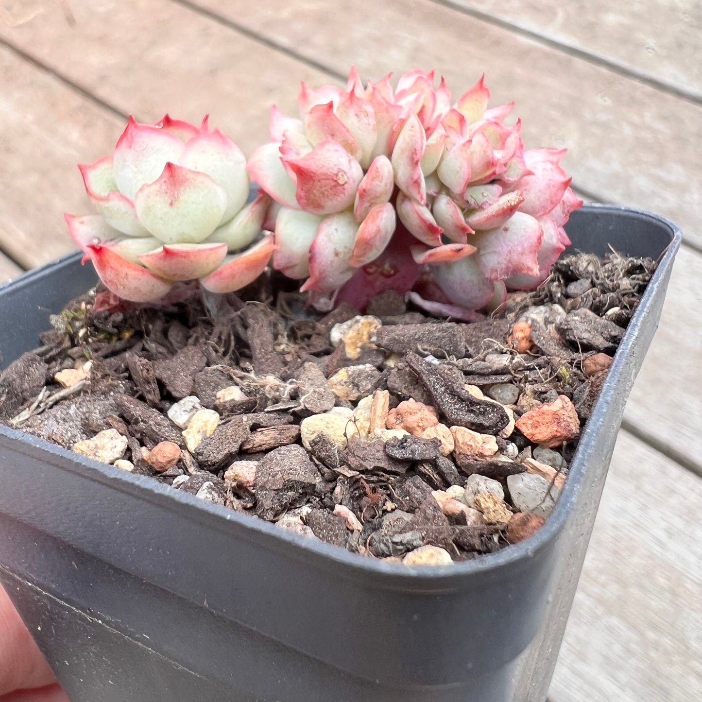 1211 Echeveria Moon Gadnis Crest (small)