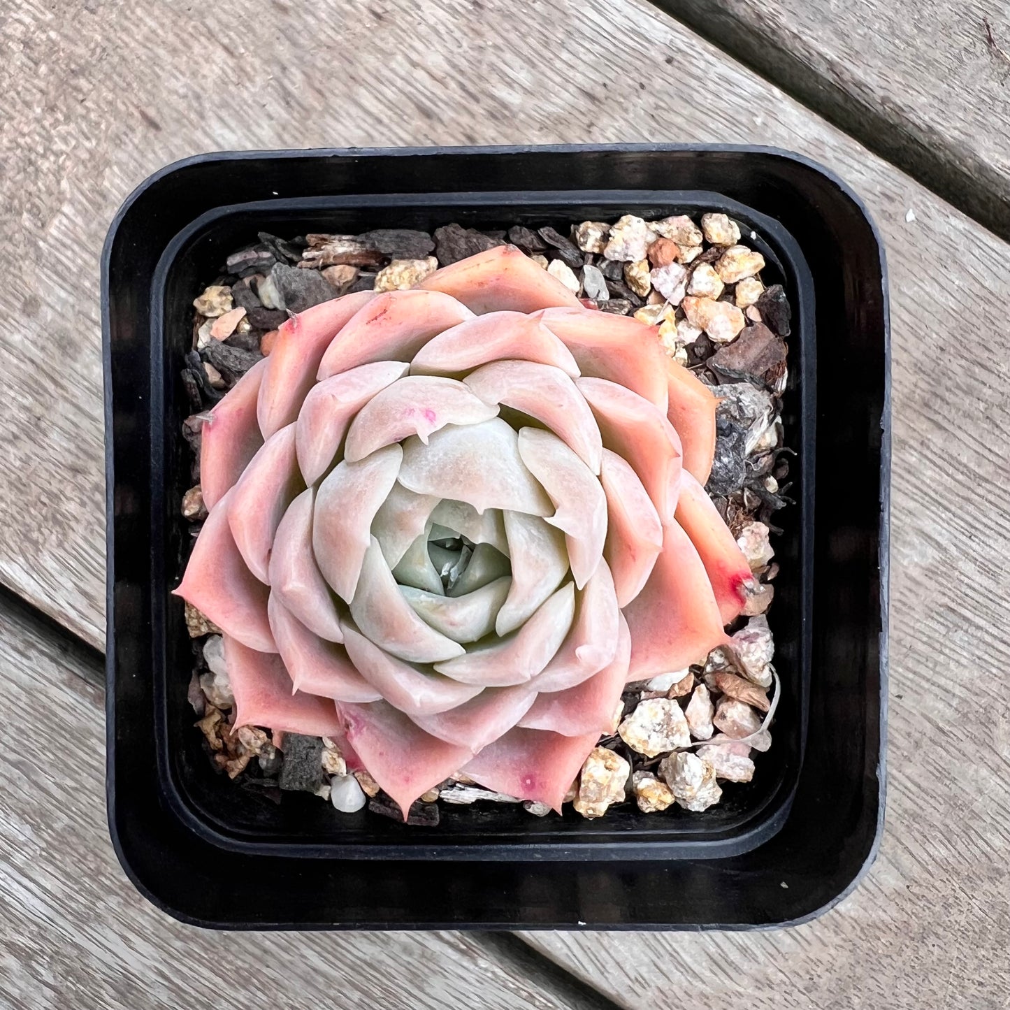 1211 Echeveria Pink Lotus