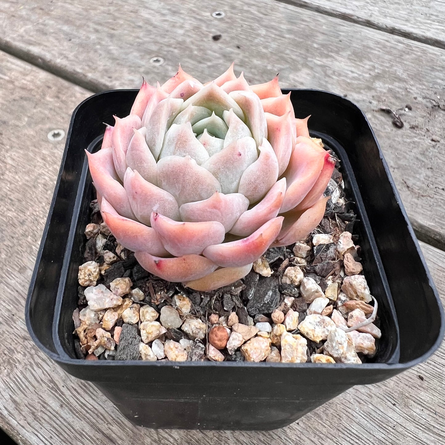 1211 Echeveria Pink Lotus