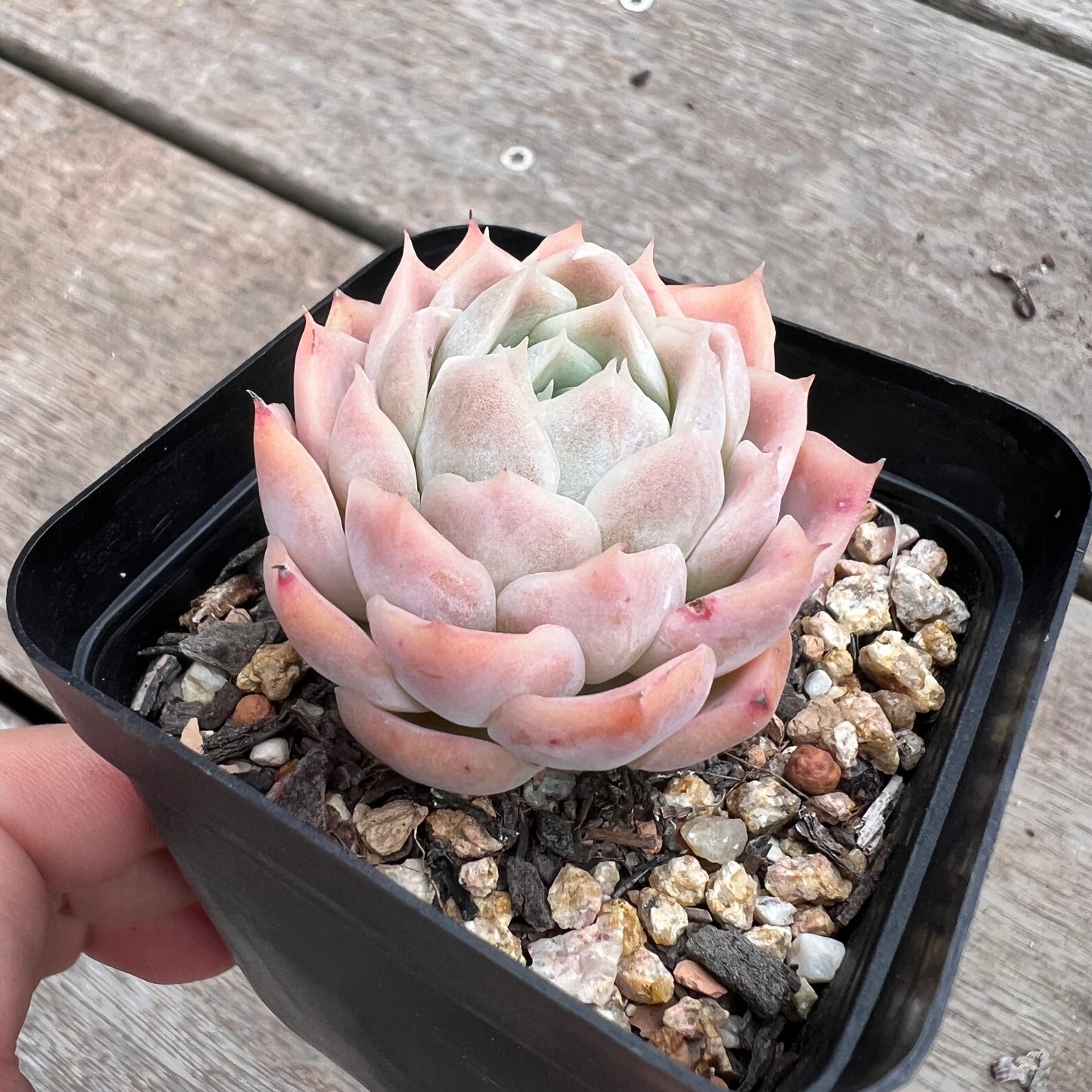 1211 Echeveria Pink Lotus