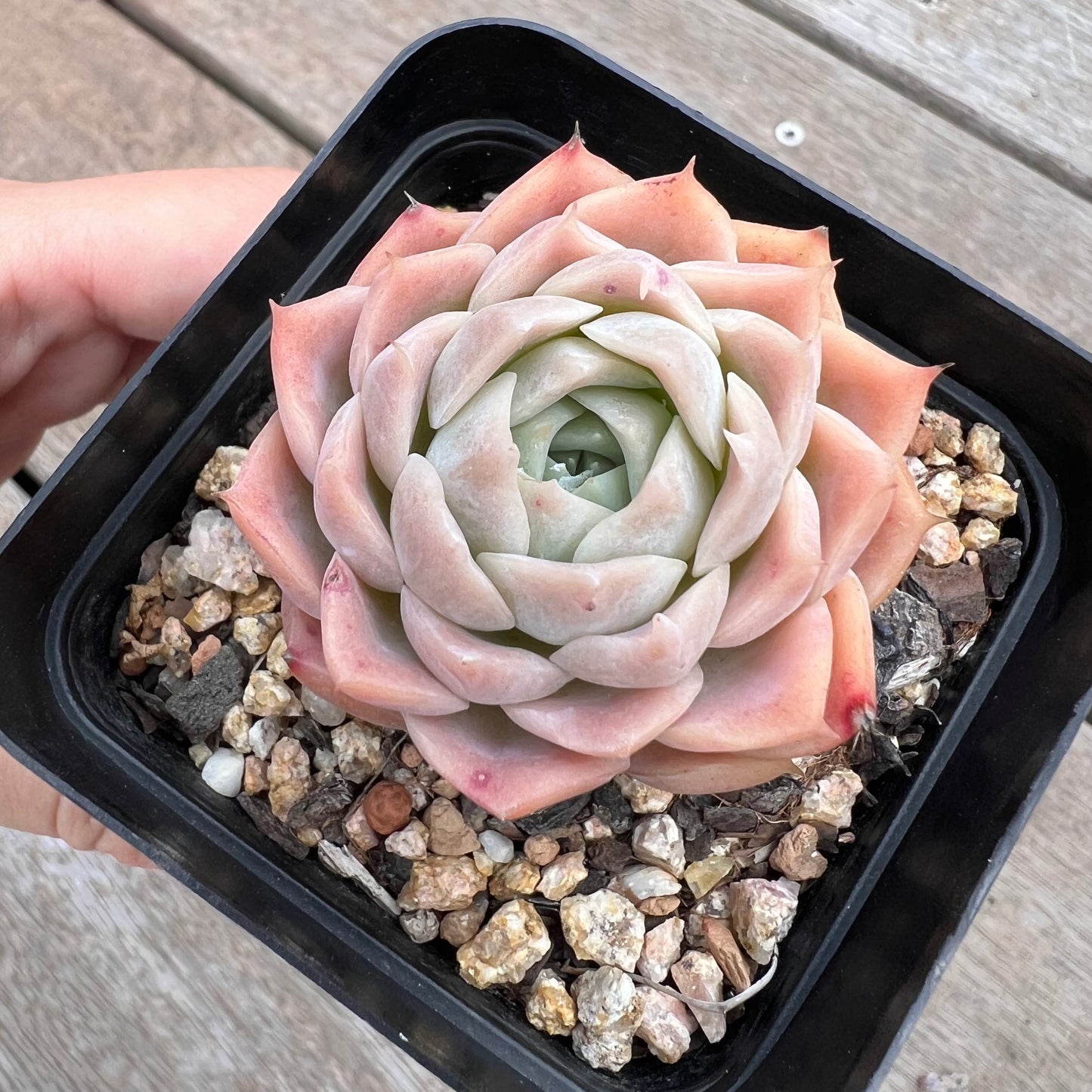 1211 Echeveria Pink Lotus