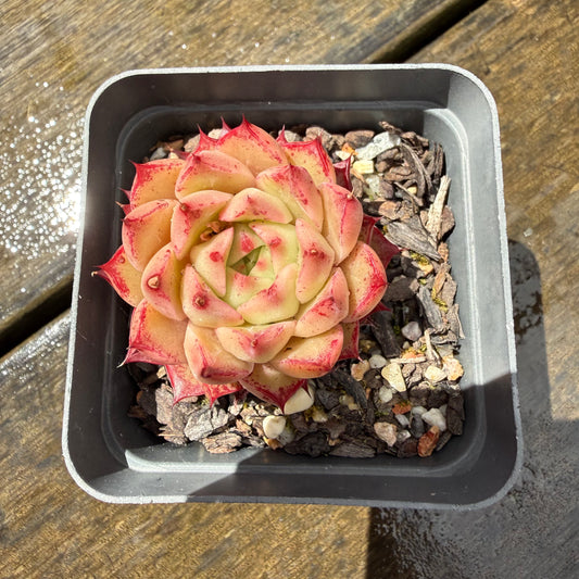 1211 Echeveria Queen 'Hi-ins'