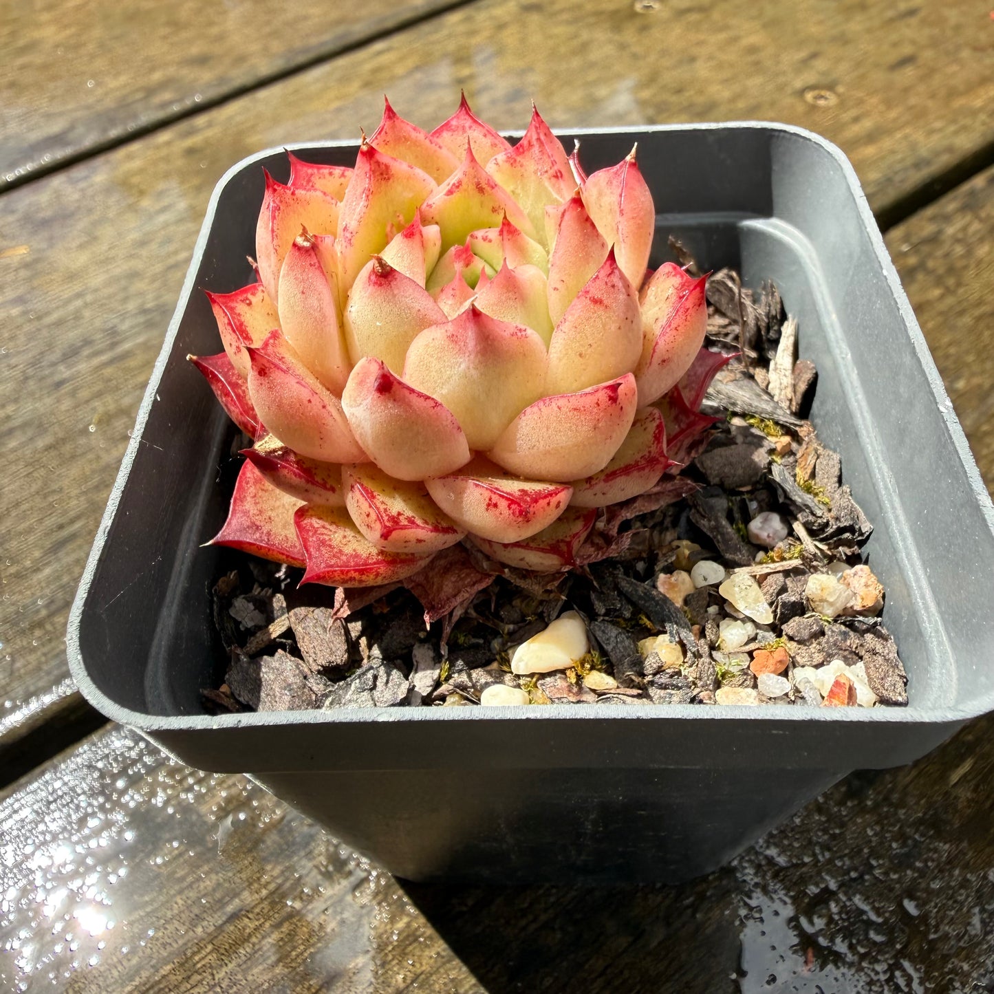 1211 Echeveria Queen 'Hi-ins'