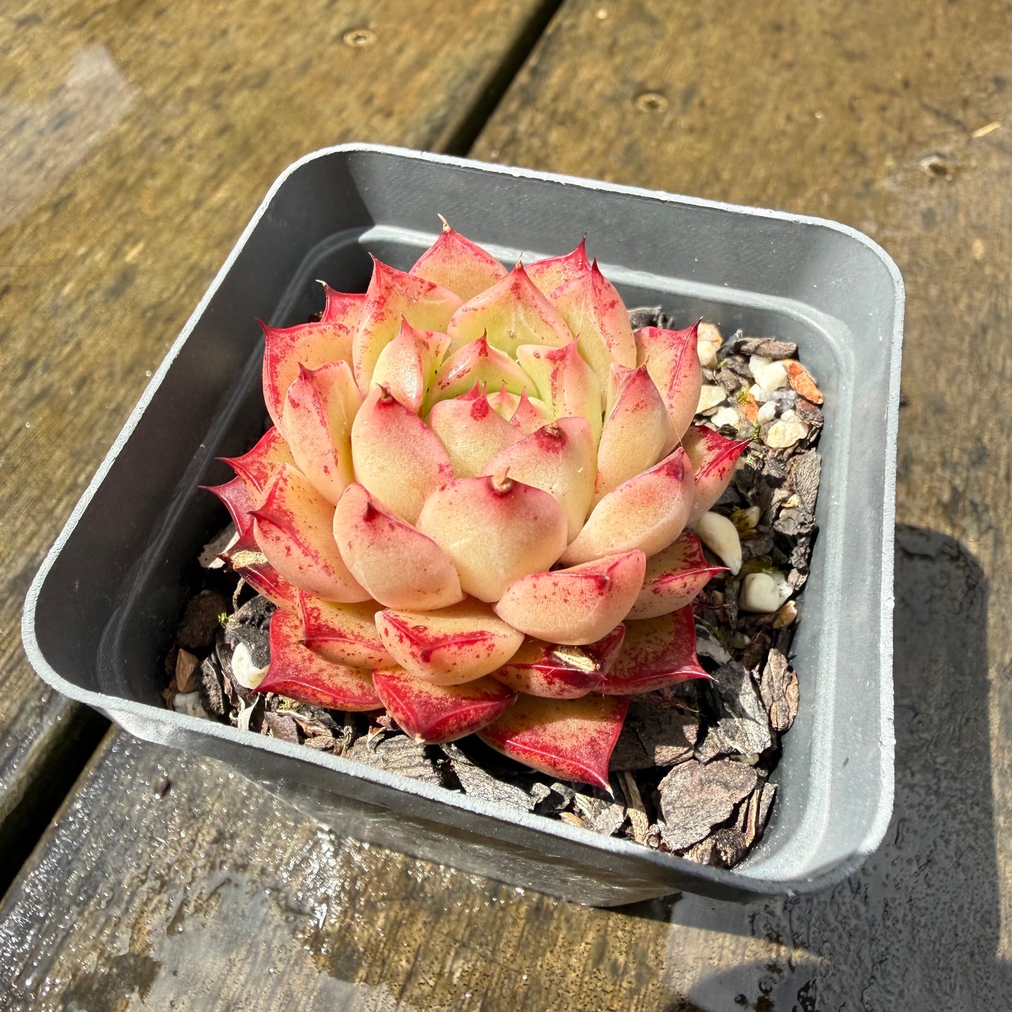 1211 Echeveria Queen 'Hi-ins'