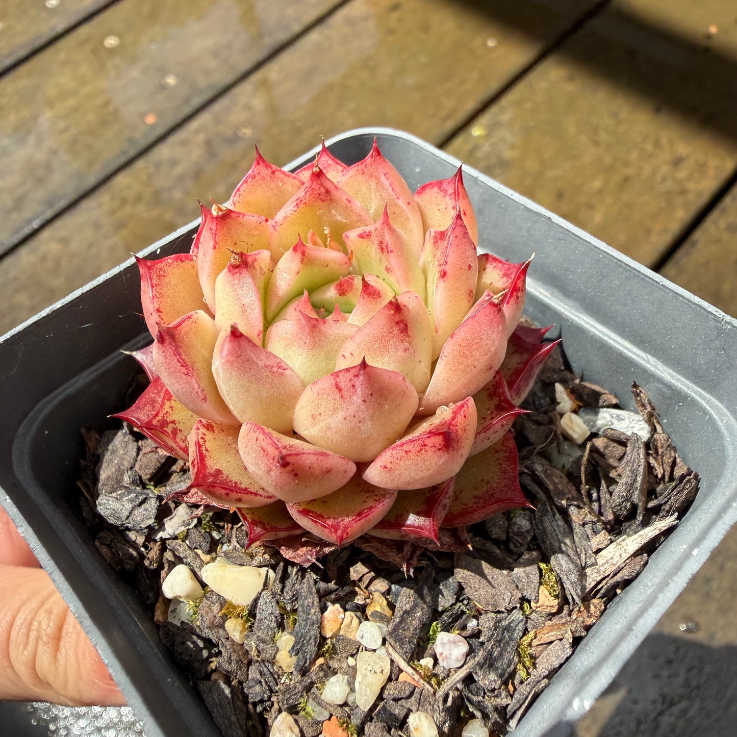 1211 Echeveria Queen 'Hi-ins'