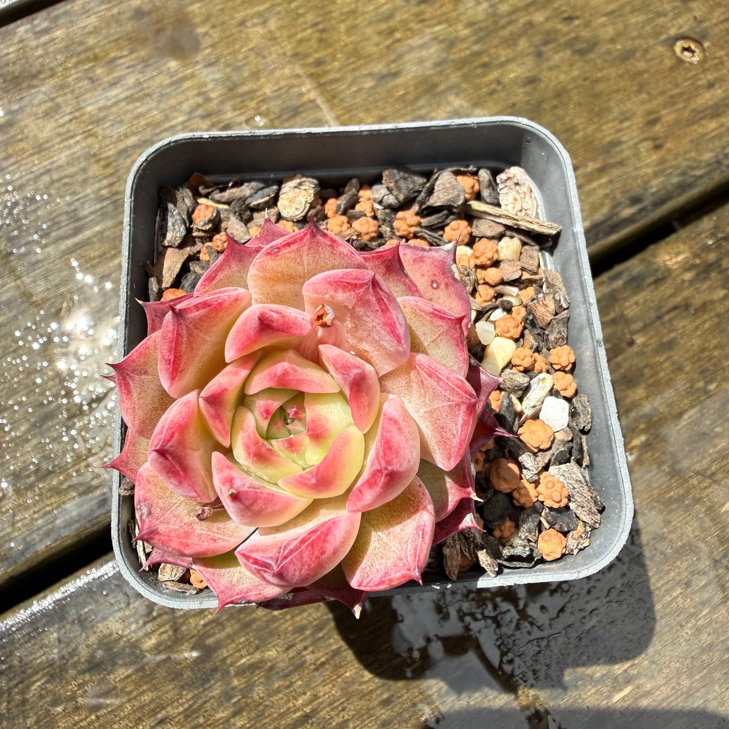 1211 Echeveria 'Queen Red Wine'