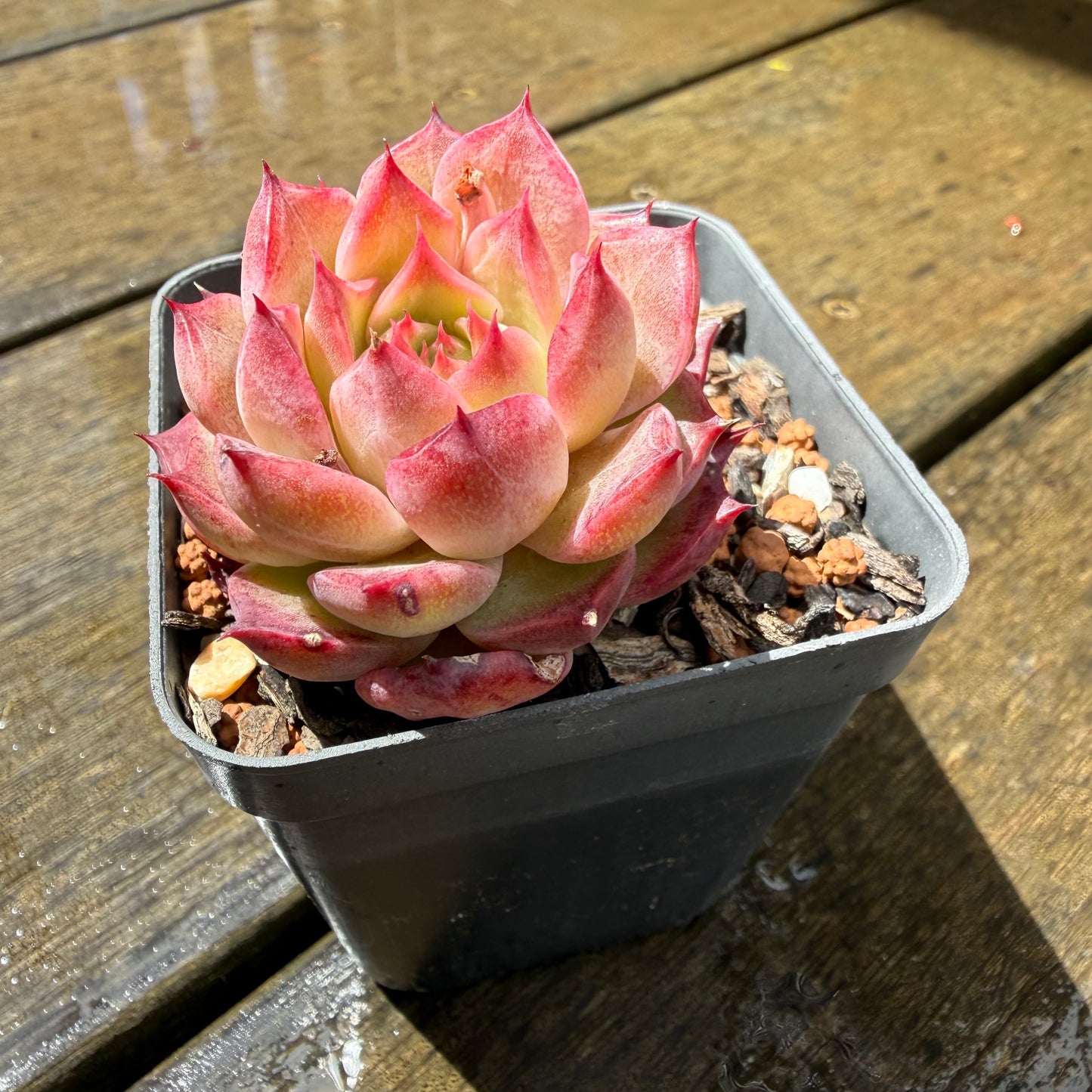 1211 Echeveria 'Queen Red Wine'