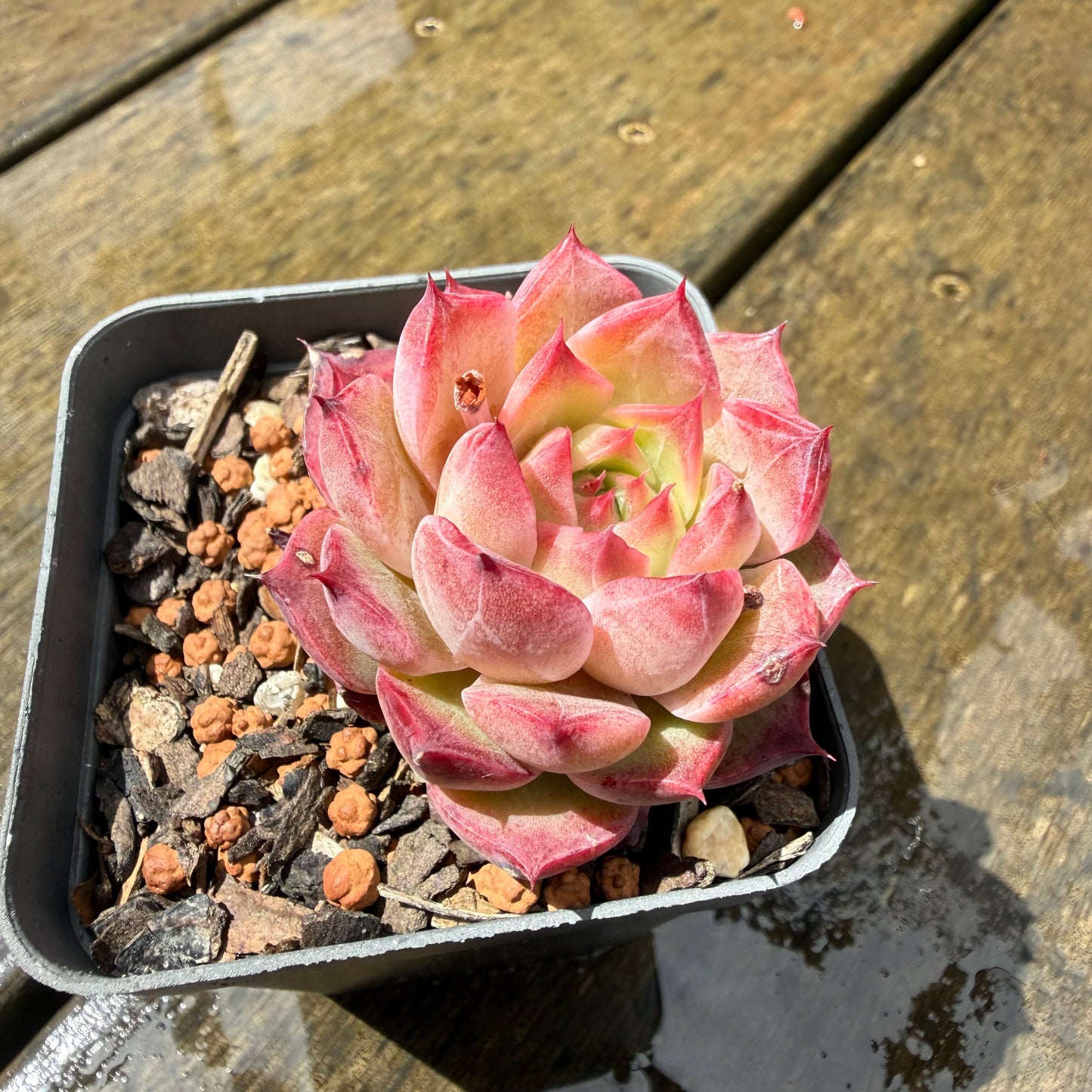 1211 Echeveria 'Queen Red Wine'