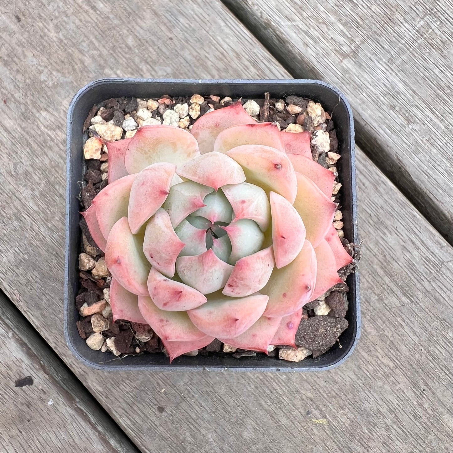 1211 Echeveria Tippy