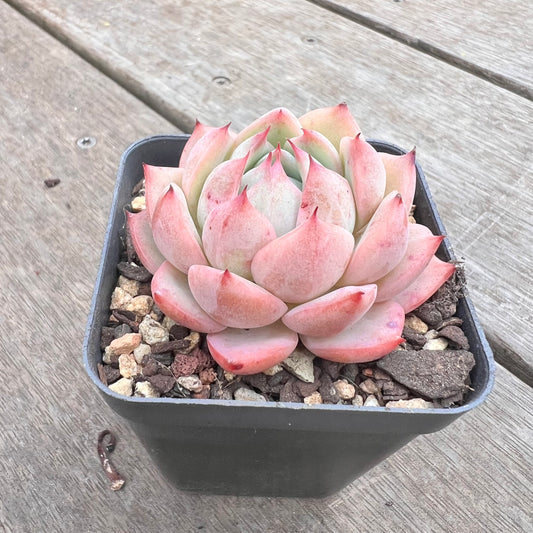 1211 Echeveria Tippy